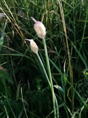 Allium ramosum