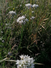 Allium ramosum