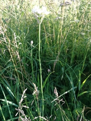 Allium ramosum