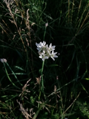 Allium ramosum