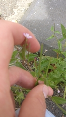Epilobium