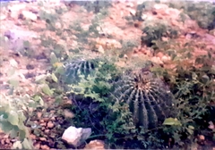 Ferocactus pottsii
