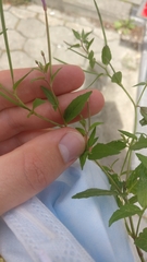 Epilobium
