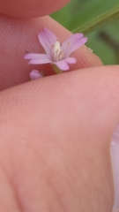 Epilobium