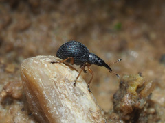 Protapion nigritarse