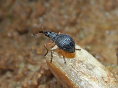 Protapion nigritarse