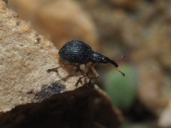 Protapion nigritarse