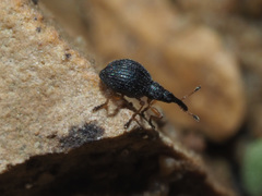 Protapion nigritarse