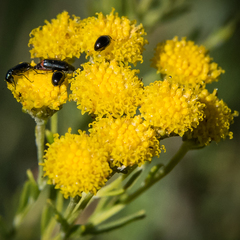 Pentzia cooperi