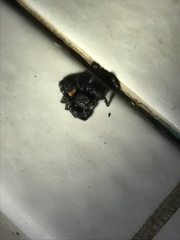 Paraphidippus basalis