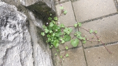 Cymbalaria muralis