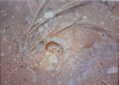 Perognathus