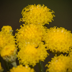 Pentzia cooperi