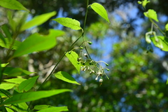 Solanum pittosporifolium