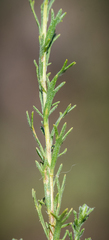 Pentzia cooperi