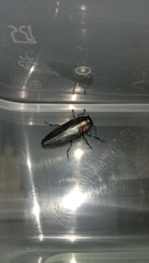 Buprestidae