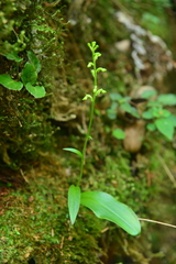 Platanthera longicalcarata