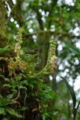 Goodyera pendula
