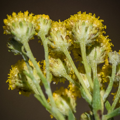 Pentzia cooperi