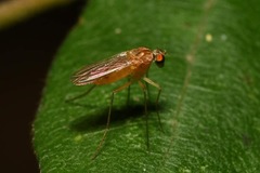 Xanthochlorus tenellus