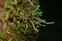 Micropolypodium okuboi