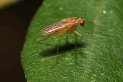 Xanthochlorus tenellus