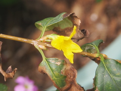 Forsythia suspensa