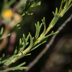 Pentzia cooperi