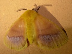 Stenoglene rosea