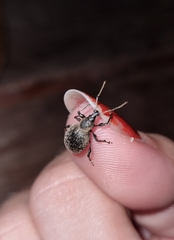 Otiorhynchus armadillo