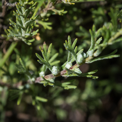 Pentzia cooperi