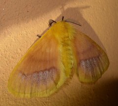 Stenoglene rosea