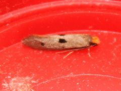 Tinea trinotella