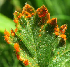 Phragmidium potentillae