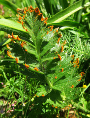 Phragmidium potentillae