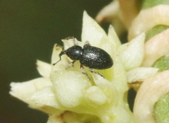 Smicronyx sculpticollis