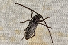 Enaphalodes cortiphagus