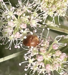 Cychramus luteus