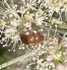 Cychramus luteus