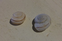 Sonorelix borregoensis