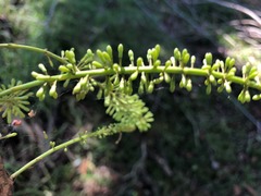 Macadamia integrifolia