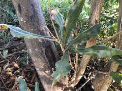 Macadamia integrifolia