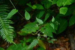 Solanum pittosporifolium