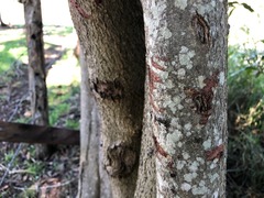 Macadamia integrifolia