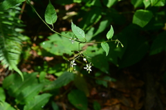 Solanum pittosporifolium