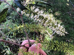 Macadamia integrifolia