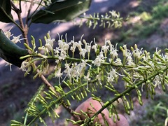 Macadamia integrifolia