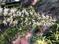 Macadamia integrifolia