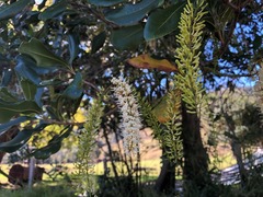 Macadamia integrifolia