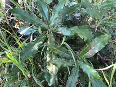 Macadamia integrifolia